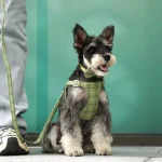 Extra Small Dog Harness Collar and Leash Set with Bowtie 3 | PricZone Extra Small Dog Harness Collar and Leash Set with Bowtie 3 | PricZone