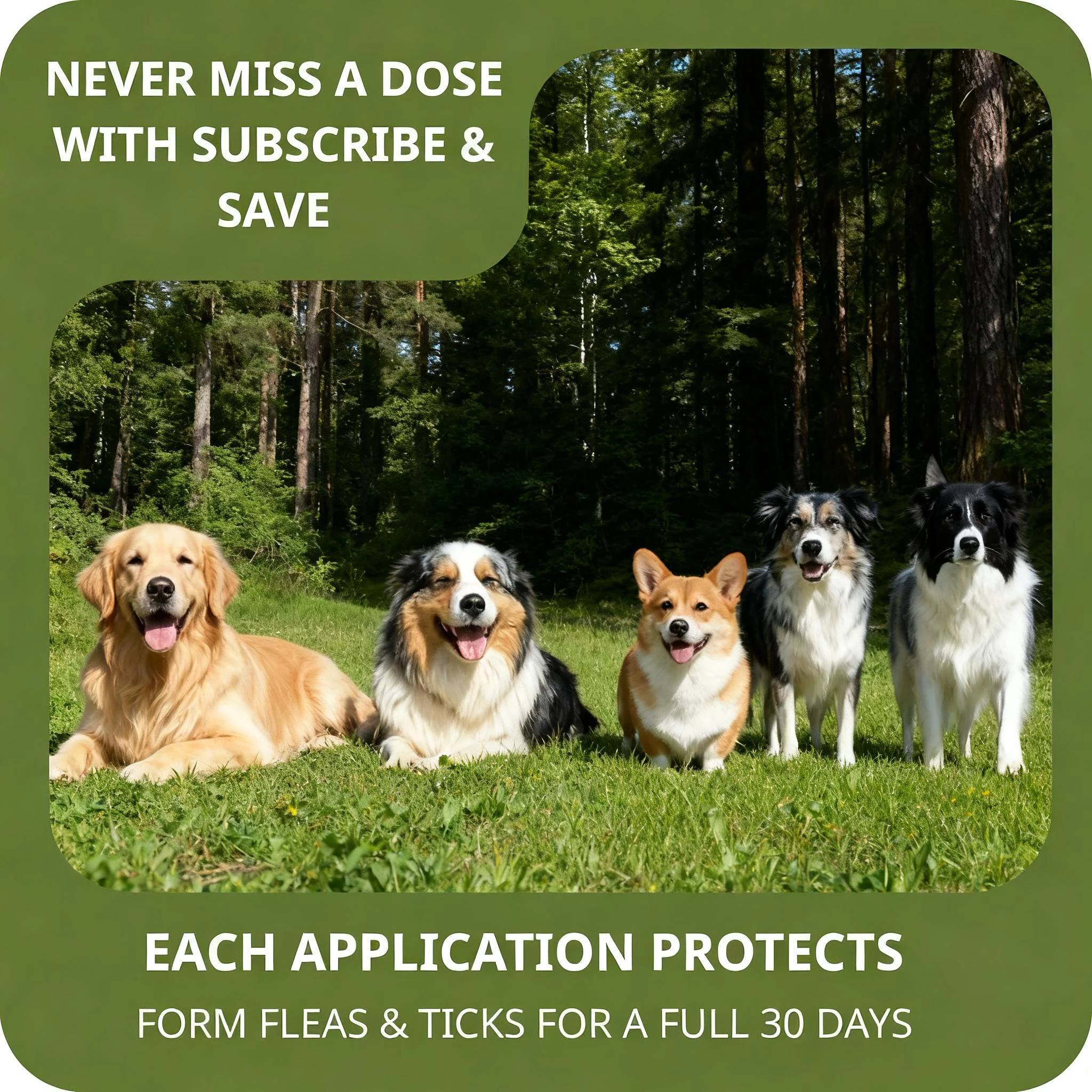 Pet FleaTick Drops Effectively Repel Fleas Keep Skin 2 | PricZone Pet FleaTick Drops Effectively Repel Fleas Keep Skin 2 | PricZone