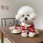 Summer Polo Shirt for Small Medium Dogs Bichon Frise 4 | PricZone Summer Polo Shirt for Small Medium Dogs Bichon Frise 4 | PricZone