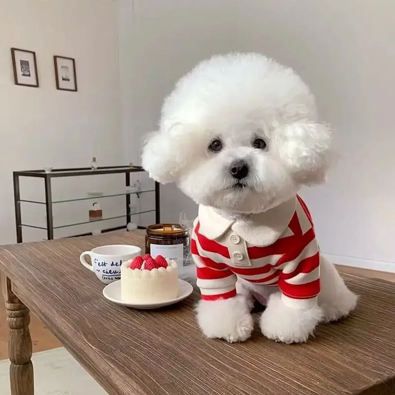 Summer Polo Shirt for Small Medium Dogs Bichon Frise 4 | PricZone Summer Polo Shirt for Small Medium Dogs Bichon Frise 4 | PricZone