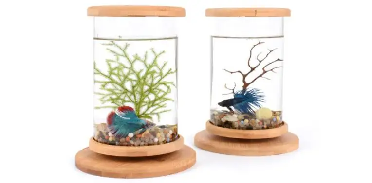 360 Degree Rotating Glass Betta Fish Tank Bamboo Base 14
