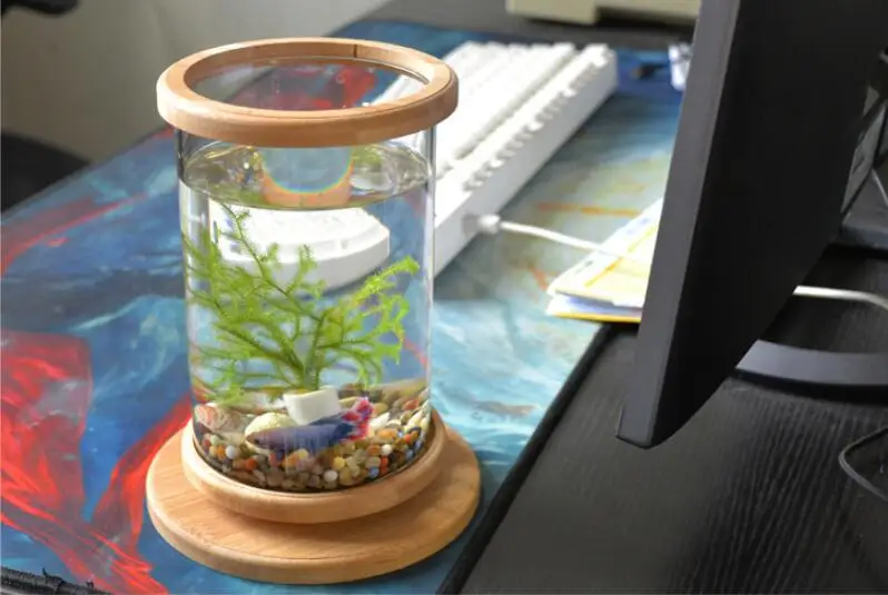 360 Degree Rotating Glass Betta Fish Tank Bamboo Base 18