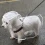 Waterproof Transparent Dog Raincoat for Small Dogs