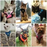Pet Chest Strap Harness Leash Set Dog Cat Mesh Breathable 5 | PricZone Pet Chest Strap Harness Leash Set Dog Cat Mesh Breathable 5 | PricZone