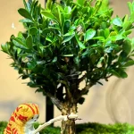 Glass Fish Tank Creative Ecological Aquarium with Timer 5 | PricZone