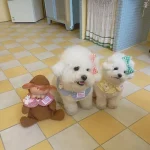 Cute Plaid Rabbit Cape Pet Scarf for Cats and Dogs 2 | PricZone