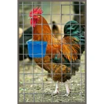 10 Pack Cage Cups Bird Feeders Seed Bowl Chicken Feeding 4 | PricZone