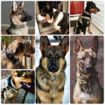 Dog Training Collar Adjustable Tactical and Leash Set 6 | PricZone