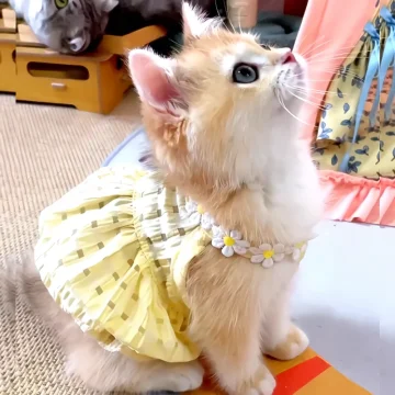 Small Cat Summer Dress Thin Yellow Pet Skirt 1 | PricZone