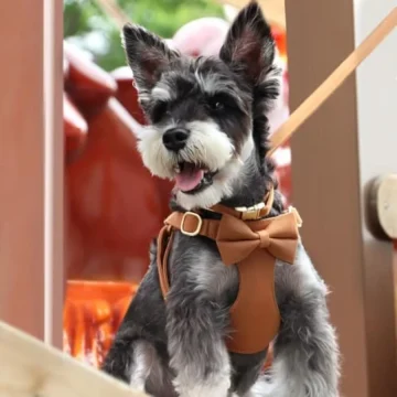 Small Dog Harness Collar Leash Set for XS Dogs Nylon 2