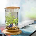 360 Degree Rotating Glass Betta Fish Tank Bamboo Base 4 | PricZone