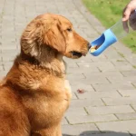 320Ml Dog Water Bottle with Food Container Travel 2 In 1 8 | PricZone 320Ml Dog Water Bottle with Food Container Travel 2 In 1 8 | PricZone