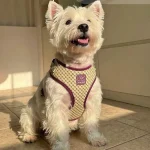 Geometric Pattern Dog Chest Harness and Leash Set 3 | PricZone Geometric Pattern Dog Chest Harness and Leash Set 3 | PricZone