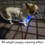 Waterproof Transparent Dog Raincoat for Small Dogs 6 | PricZone