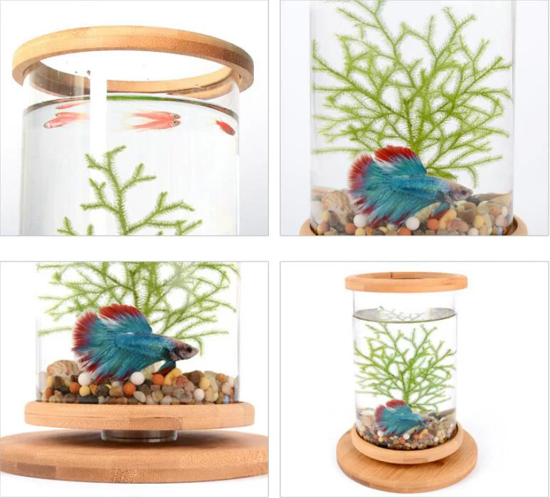 360 Degree Rotating Glass Betta Fish Tank Bamboo Base 16