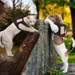 Tactical Puppy Harness Leash Set for Small Dogs Adjustable 6 | PricZone