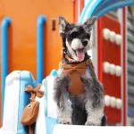 Small Dog Harness Collar Leash Set for XS Dogs Nylon 6 | PricZone