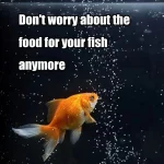 Automatic Fish Feeder 100Ml Battery Operated Programmable 6 | PricZone